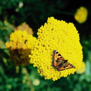 bild-34